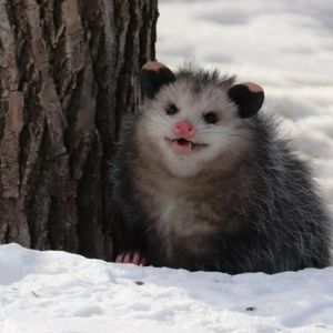 Meet your Posher, Molly